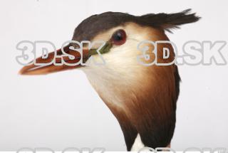 Bird head reference 0004